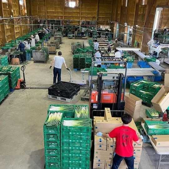 ネギ工場