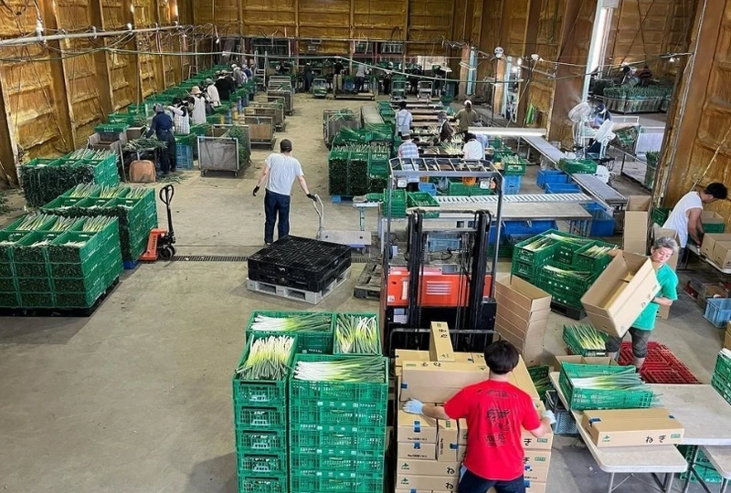 ネギ工場