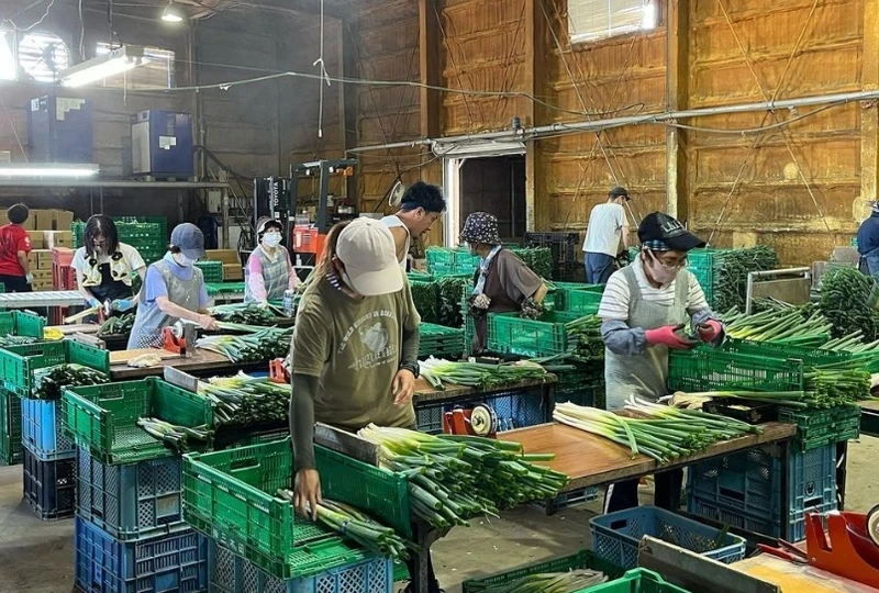 ネギ工場女性