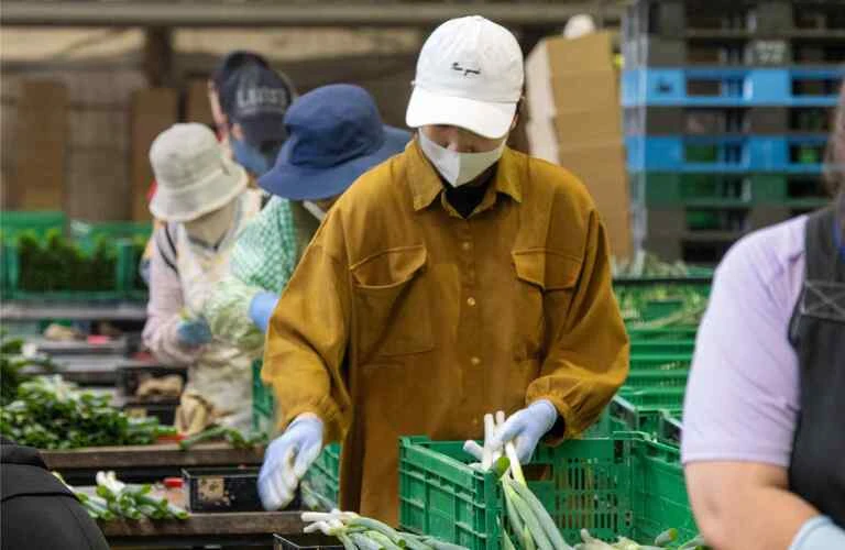 住み込みも可｜江別市より車で約30分！長沼町で農業の求人なら株式会社三木田