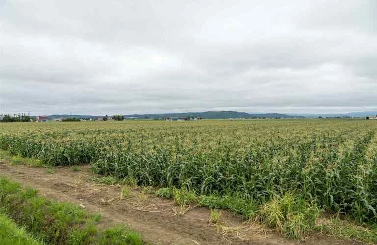 未経験者でも土日休みの短時間勤務でスキルアップ！｜北海道長沼町の農業なら株式会社三木田