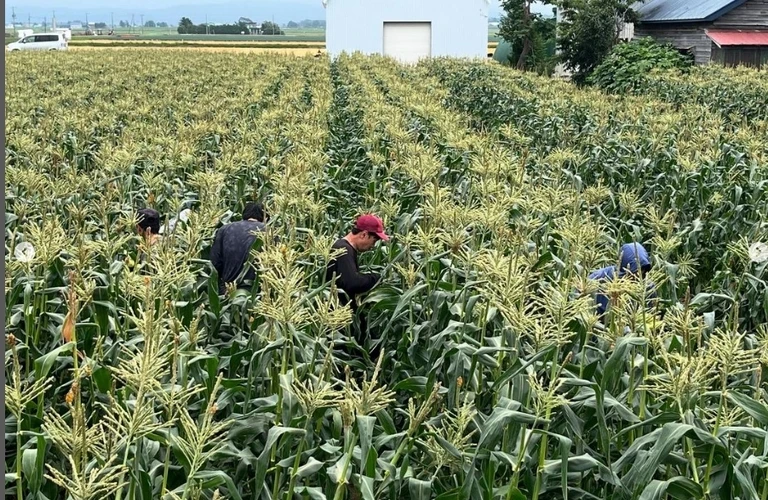 未経験から始める高収入！新しい働き方を提案｜北海道長沼町の農業なら株式会社三木田