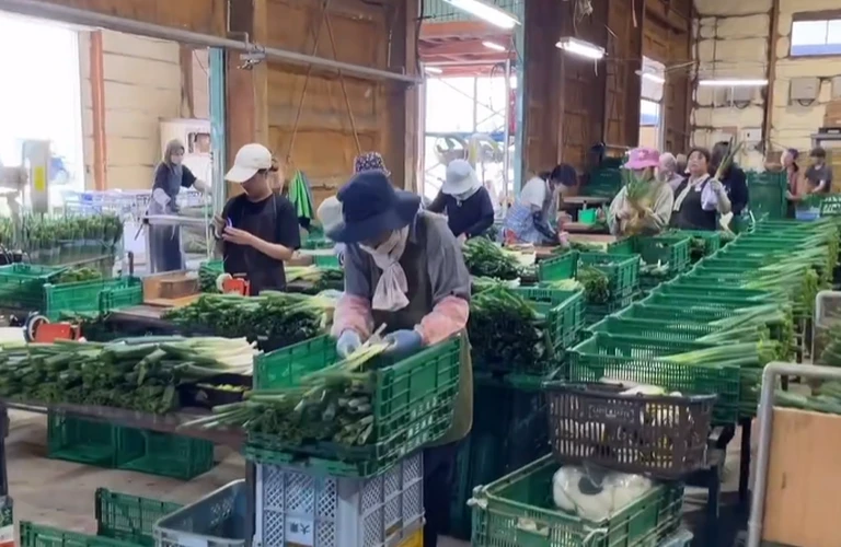 未経験者でも安心！自由自在なシフトの仕事｜北海道長沼町の農業なら株式会社三木田