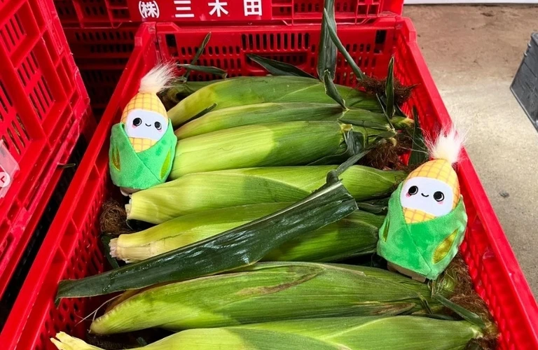 未経験から始める農業